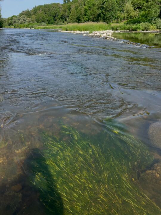 Rivière La Moselle (Camping L'Île aux 1000 charmes).