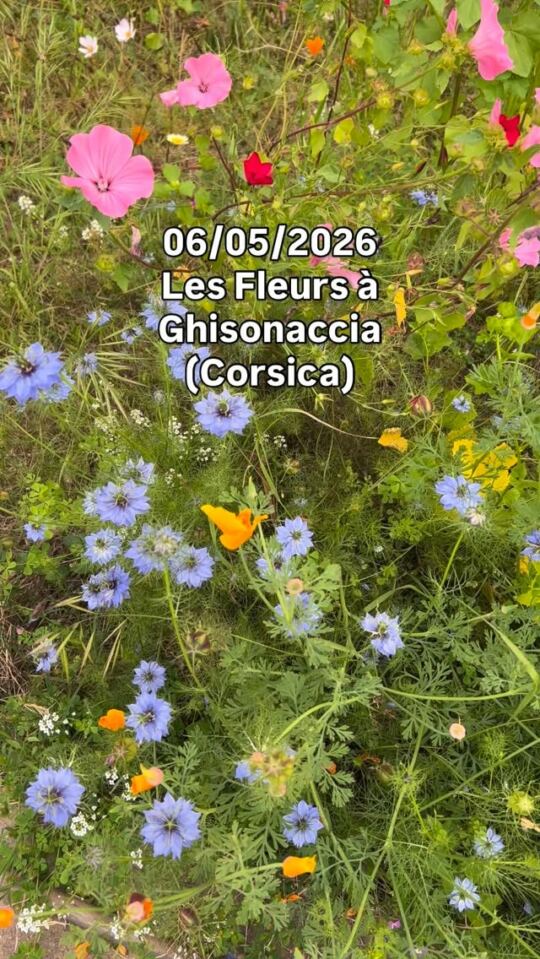 Les Fleurs à Ghisonaccia (Corsica)