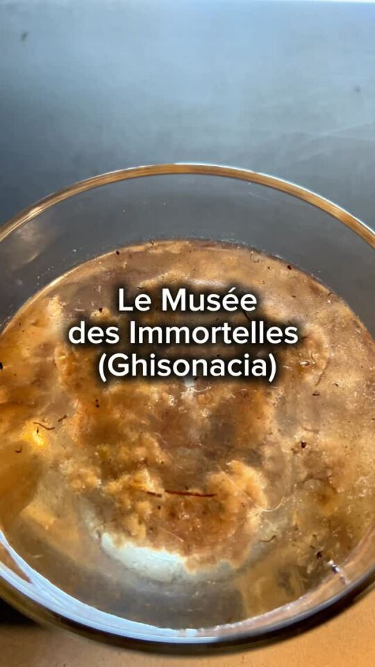 Le Musée des Immortelles (Ghisonacia)