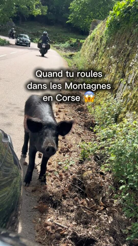 Quand tu roules dans les Montagnes en Corse (Bavella et Ghisoni pour ma mart) faut vraiment faire super gaffe, on rencontr…