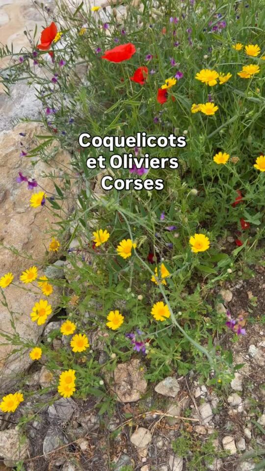Ghisonaccia : Coquelicots et Oliviers Corses