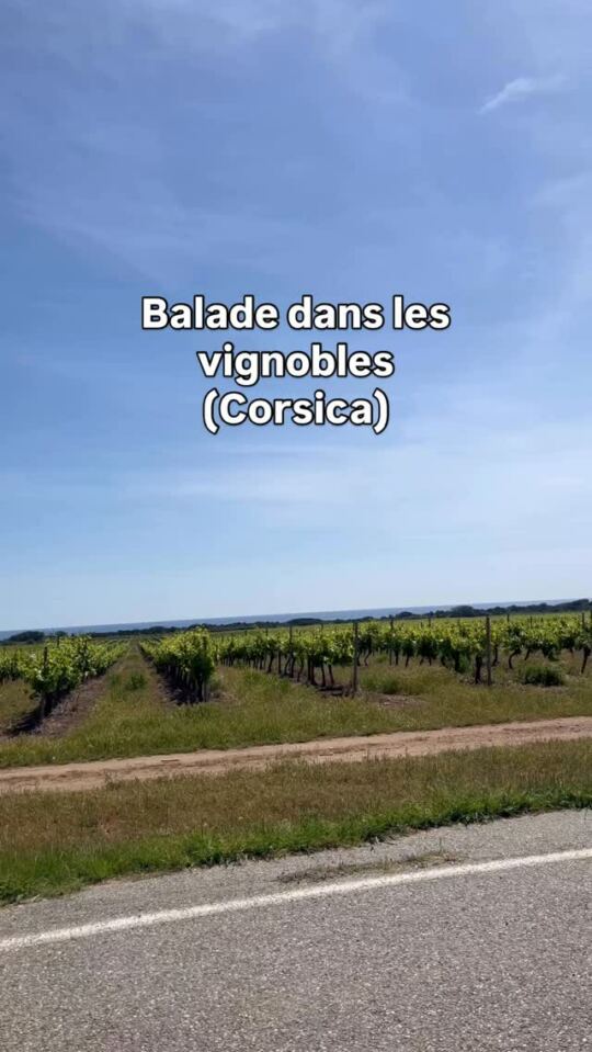Balade dans les vignobles (Corsica).