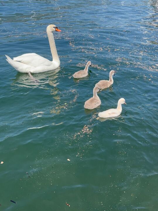 Lac de Come