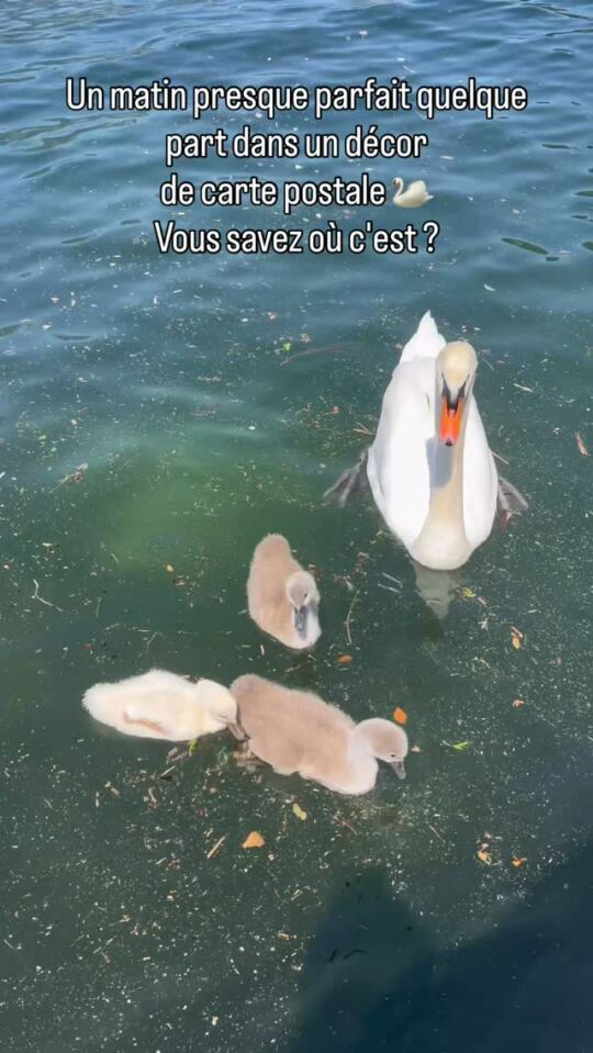 Un matin presque parfait quelque part dans un décor de carte postale 🦢 Vous savez où c'est ?