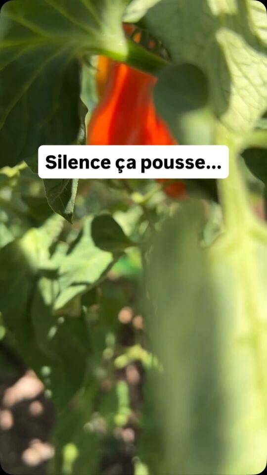 Silence ça pousse...