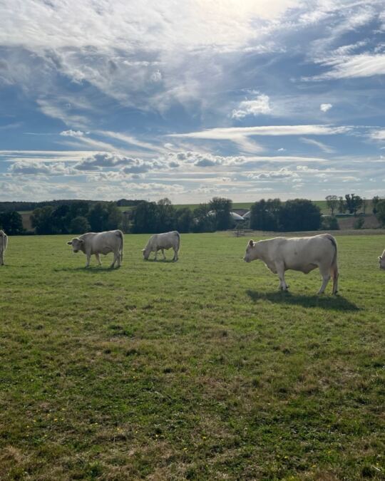 🐮🐄