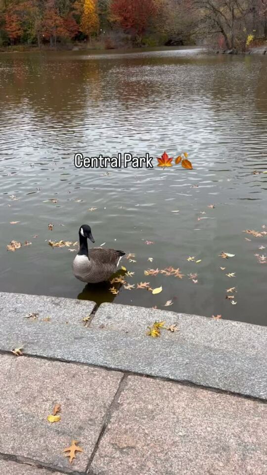 Central Park 🍁🍂