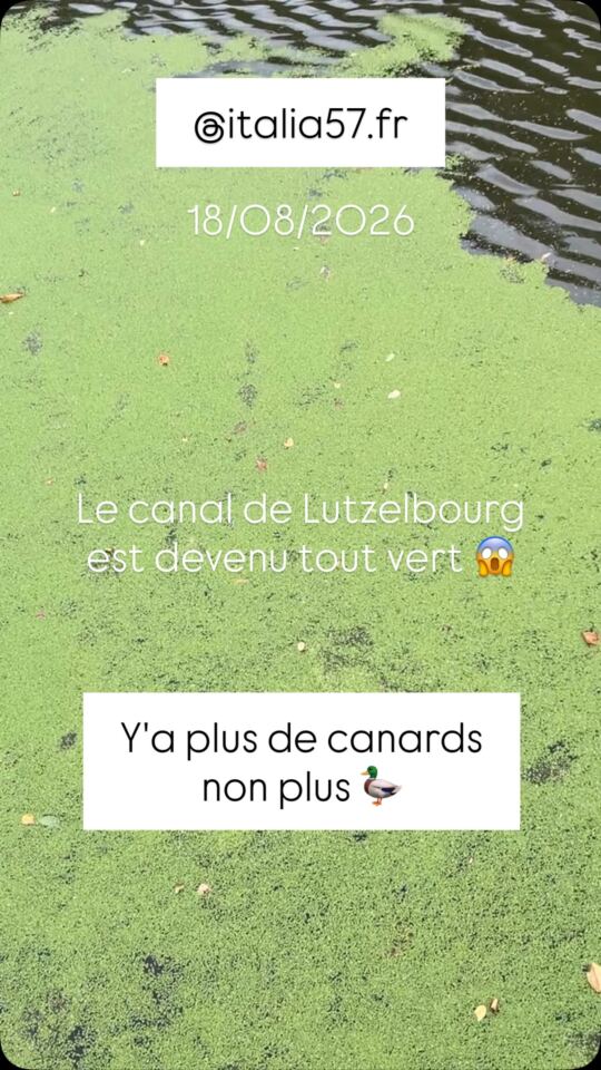 Le canal de Lutzelbourg est devenu tout vert 😱 et y'a plus de canards 🦆 du tout !