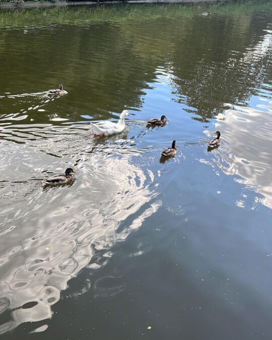 Les canards et cygnes de Lutzelbourg en Moselle, 10/09/2026.