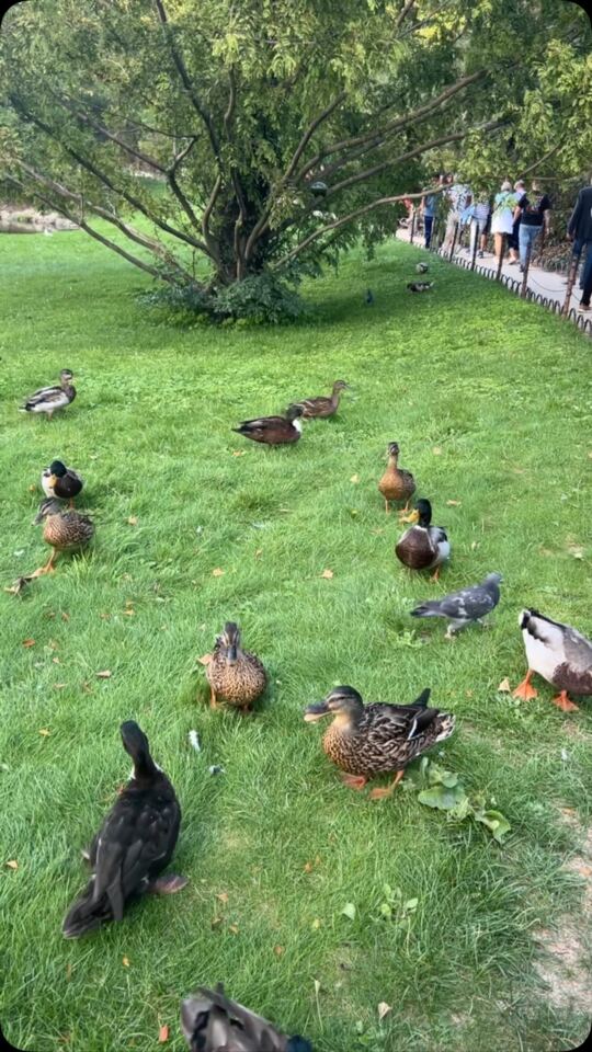 Les Canards de la Tour Eiffel.