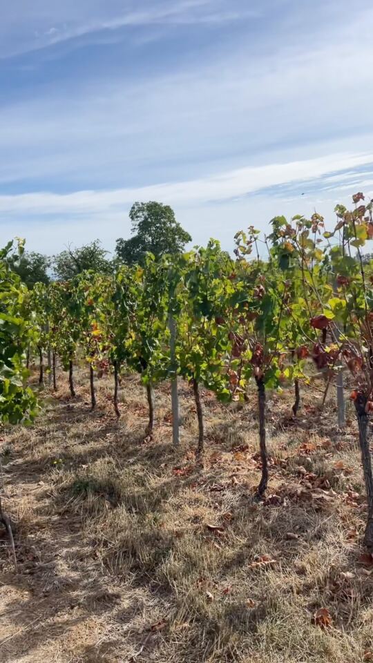 En direct des vignes !