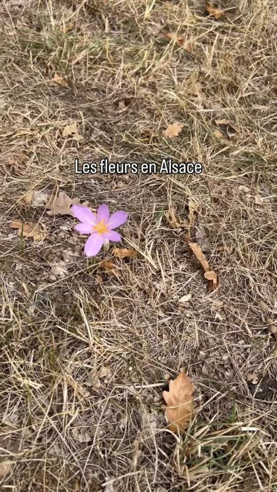 Les fleurs en Alsace 20/09/2026.