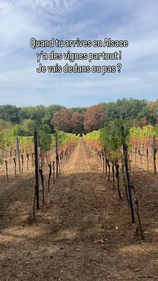 Quand tu arrives en Alsace y'a des vignes partout !