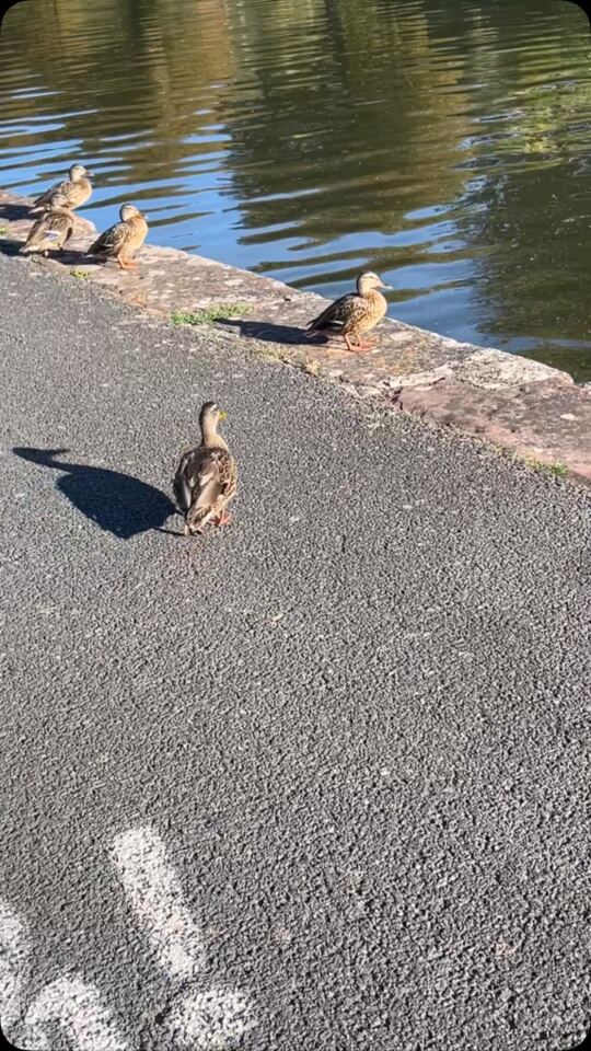 Quand tu es à Lutzelbourg au bord du canal, 23/09/2026.