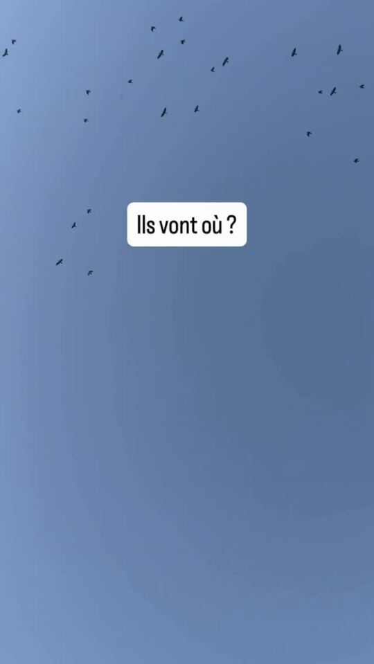 Ils vont où les piafs ?
