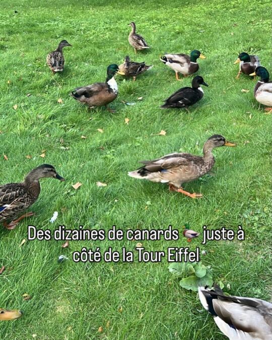 Des dizaines de canards 🦆 juste à côté de la Tour Eiffel.