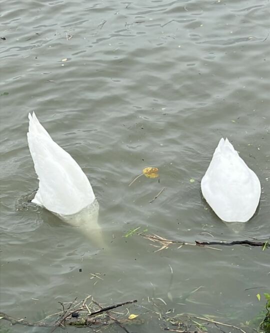 Les cygnes de "La Bouille".